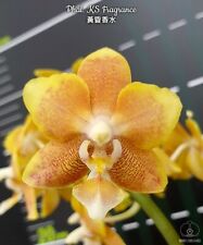 Taiwan rchidee phalaenopsis gebraucht kaufen  Straubenhardt