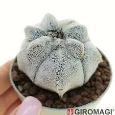 Astrophytum coahuilense cv. usato  Cortona