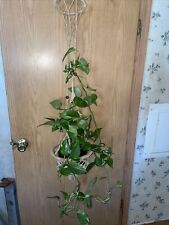 Hanging macrame plant for sale  Brainerd
