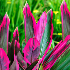 Cordyline tango cabbage for sale  UK