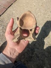 Texas pleistocene vertebra for sale  Pittsburgh