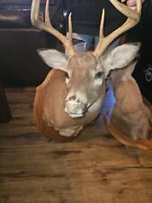 Whitetail deer shoulder for sale  Henderson
