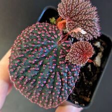Exact plant begonia for sale  Youngstown