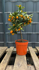 Fortunella margarita kumquat gebraucht kaufen  Springe