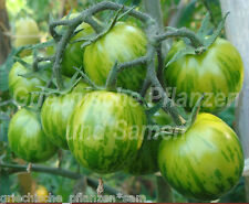 🔥 🍅 WHITE ZEBRA pomidor biały * pomidory historyczne* 10 nasion na sprzedaż  Wysyłka do Poland