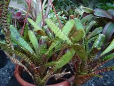 Neoregelia tiger cub for sale  Shipping to Ireland