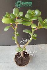 Jade plant crassula for sale  Sheridan