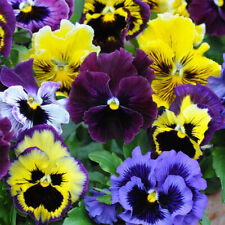 50 Frilly Giant Winter Pansy Seed Mix Viola Flowering Patio Container Plant UK, used for sale  WARRINGTON
