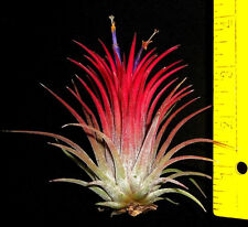 Inch tall ionantha for sale  Waianae