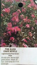 Pink blush crape for sale  Ben Wheeler
