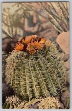 New Mexico NM - "Ferocactus Wizlizeni" - Barrel Cactus - Vintage Postcard, used for sale  Shipping to South Africa