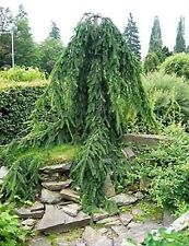 Picea abies inversa for sale  SOUTHAMPTON