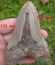 Dent fossile requin d'occasion  Agen