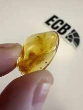 Baltic amber two for sale  HULL