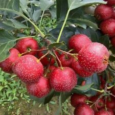 Edible hawthorn fruit for sale  LANCASTER