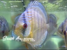 Tefe green discus for sale  Fort Lauderdale