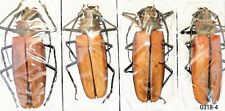 Cerambycidae callipogon armill for sale  Shipping to United States