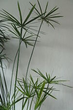 Spectacular umbrella grass for sale  WILMSLOW