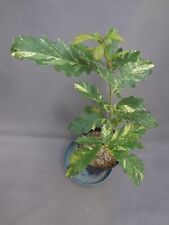 Quercus aliena daiki for sale  USA