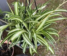 Spider plant green for sale  Taylors