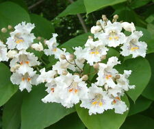 Northern catalpa catalpa d'occasion  Expédié en Belgium