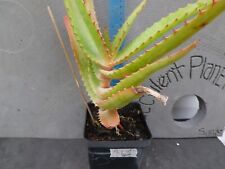 Aloe pretorensis pot for sale  Deland