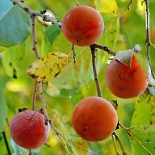 American persimmon trees for sale  Fort Smith
