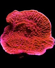 Live coral montipora for sale  Tampa