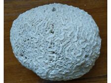 Steinkoralle koralle versteine gebraucht kaufen  Bietigheim-Bissingen