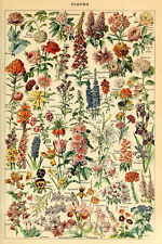Vintage flowers botanical for sale  Shipping to Ireland