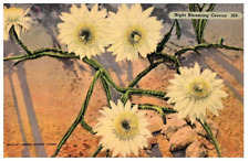 Night Blooming Cereus Floral Postcard for sale  Shipping to South Africa