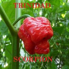 Chili Pepper Trinidad Scorpion Moruga 30 Seeds - One of the Hottest in the World for sale  Shipping to South Africa