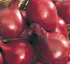 Onion red baron for sale  UK