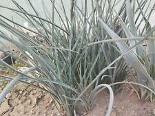 Hesperaloe parviflora plant for sale  Shipping to Ireland