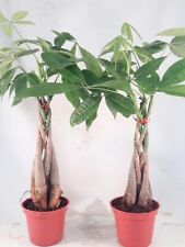Money tree plant for sale  Hacienda Heights