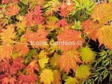 Rare japanese maple for sale  Stanwood