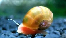 Ramshorn snails mixed for sale  BRISTOL