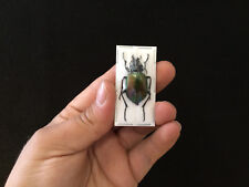 Calosome Sycophanta A1 from Slovakia Entomology Insect Collection, used for sale  Shipping to South Africa