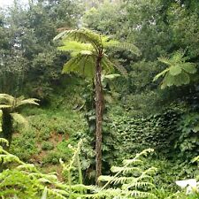 Used, Australian Tree Fern (Sphaeropteris cooperi)  tropical live tree 2'-3' feet tall for sale  Shipping to South Africa