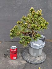 Pinus mugos pre for sale  MILTON KEYNES