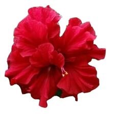 Double red hibiscus for sale  Homestead