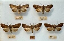 Five clouded bordered for sale  Shipping to Ireland
