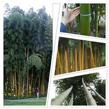 Giant bamboo phyllostachys for sale  GLOUCESTER