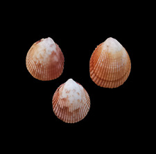 Shells conchiglie set usato  Roma