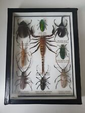 Framed real insect for sale  ENFIELD