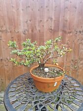 Azalea bonsai tree for sale  WALSALL