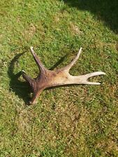 Whole large moose for sale  MATLOCK