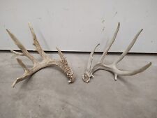 Unique collector whitetail for sale  Pueblo