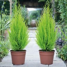 Tree cypress conifer for sale  LONDON