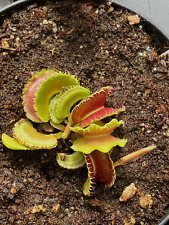 Dionaea muscipula bcp gebraucht kaufen  Langendreer
